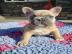 Franz�sische Bulldoggen Welpen zu verkau