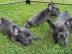 Franz�sische Bulldoggen welpen