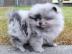 Pomeranian Zwergspitz mit Stammbaum