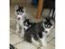 traumhaft sch�ne siberian Husky - Welpen