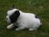 13 Franz�sische Bulldogenbabys 13 Wochen