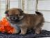 Pomeranian Zwergspitz Welpen