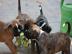 Boxerwelpen