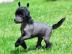 Chinesischer Schopfhund Welpen mit Pap. 