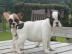 Typvolle Franz?sische Bulldoggen Welpen