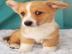 reg cardiganshire corgi welpen