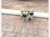 Super Gesunde Mops  Welpen m?nnlich & we