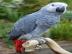 Kongo-Afrikaner Grey Parrots f?r Vogelli