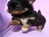 Chihuahua Mini M�use,kurzhaar