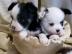 Mini Chihuahua Welpen 12 Wochen alt Gech