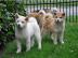 Kr�ftige Akita Inu Welpen f�r das neue J