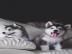 Siberian Husky Welpen Hybriden