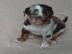 Besavej Louisiana Catahoula Welpen