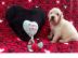 AKC Englisch Creme (wei�) Golden Retriev