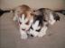 Entz?ckender Siberian Husky-Welpe