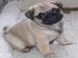 Mops Welpe in schwarz sucht noch ein Z