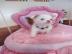 S��e (Tea-CupChihuahua) Welpen