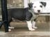 Pitbull Welpe von 8 Wochen alt (blaue Na
