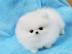 Pomeranian Mini-Spitz (m�nnlich und weib