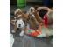 H�bsche Englische Bulldoggen