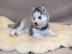 Reinrassige Siberian Husky Welpen abzuge