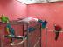 Graupapageien babys und macaw papageien