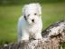 Wunderbare Coton de Tulear R�de FCI