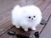 Zwergspitz / Pomeranian Welpen. . . . . . . .