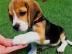 Beagle Welpe sucht noch ein Zuhause