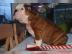 bulldogge 11 Wochen alt