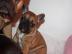 Franz Bulldogge Welpen (beige und schwar