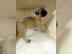 Bullmastiff Welpen mit FCI-Ahnentafel. 
