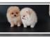Mini Zwergspitz /Pomeranian