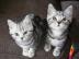 Reinrassige BKH Kitten in Whiskaslook 12