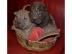 Wundersch�ne Shar Pei Welpen mit  FCI /