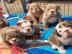 Englisch Bulldog Welpen whatsapp nummer