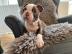 Boston Terrier Welpe in chocolate mit