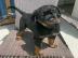 Rottweiler-Welpen suchen ein liebevolles