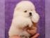 BOO Echter reinrassiger Pomeranian zwerg
