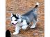 Reinrassige Blue Eye Siberian Husky Welp