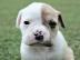 english bulldog puppy