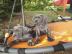 Wunderh?bsche Deutsche Doggen Welpen