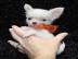 S��e Kleine MINI Chihuahua Welpen in Lan