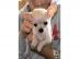 Super s��e MINI chihuahua welpen mit Pap