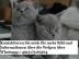 Gesunde Reinrassige BKH K�tzchen
