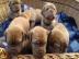 Wundersch�ne Bordeaux Doggen Welpen
