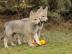 Tschechoslowakischer Wolfhund