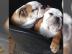 Englische Bulldogge Welpen