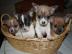 Mini toy Chihuahua Welpen Zum Verschenke