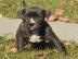 American PitbullTerrier Welpen zu VERKAU